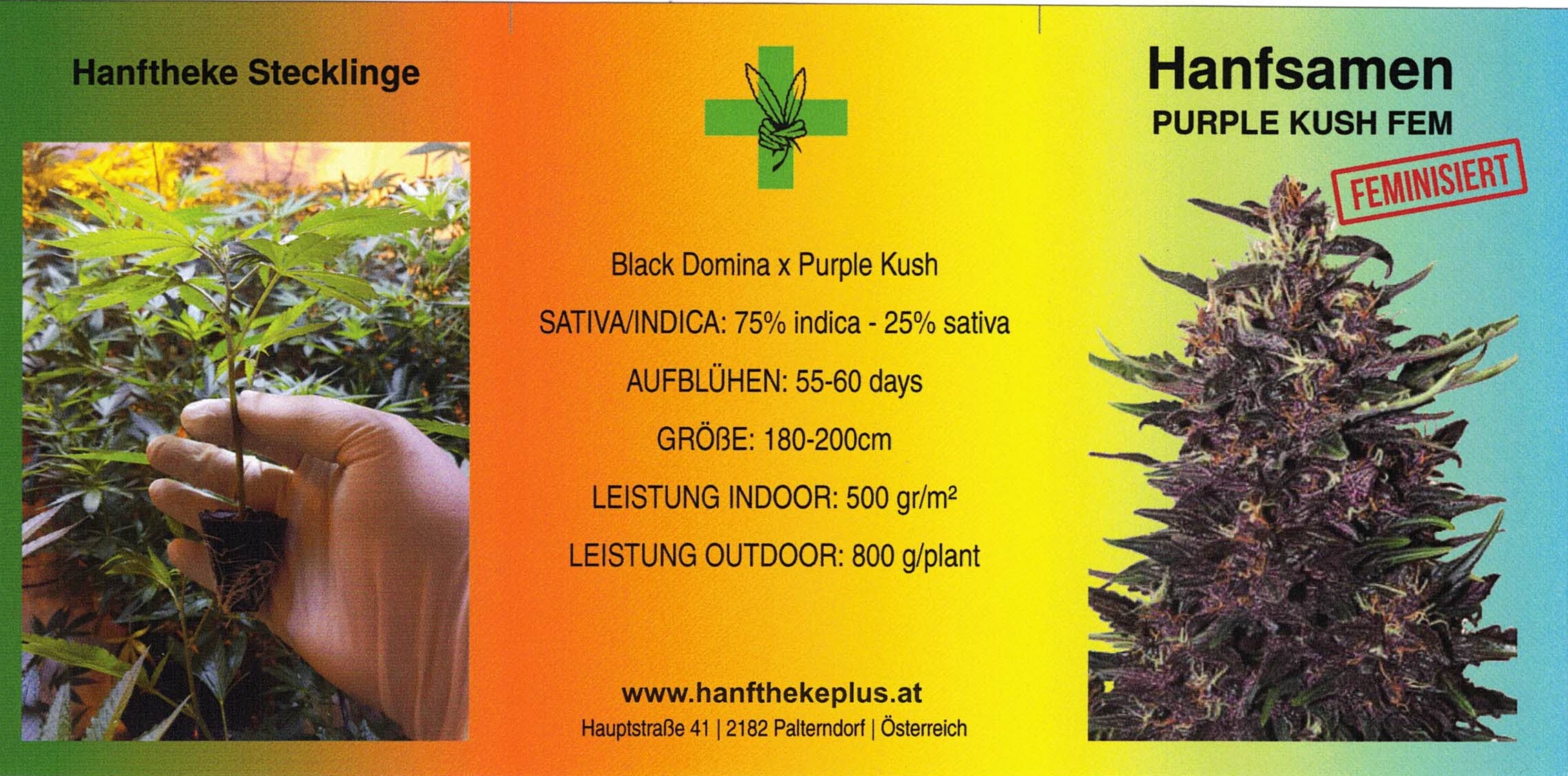 Produkte :: Hanf Produkte :: 100 Stk. Hanfzierpflanzensamen Purple Kush  Feminisiert - Hanf- und CBD-Produkte im Marktplatz von hanfplatz.at